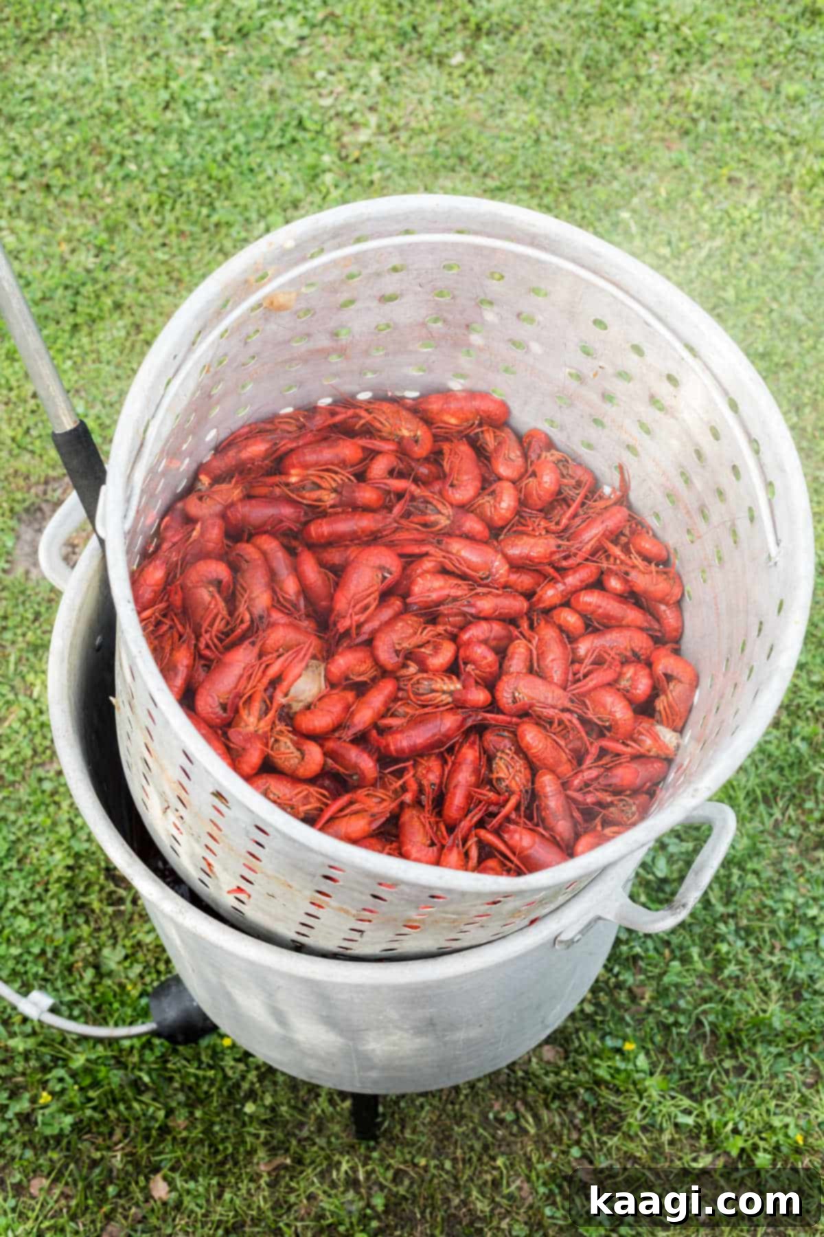 A large pot bubbling with a vibrant mix of boiled crawfish, corn, and potatoes, all infused with rich Cajun spices.