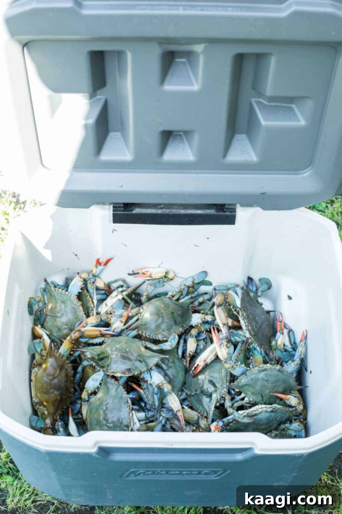 An ice chest full of live blue crabs, caught fresh and ready for the boil.