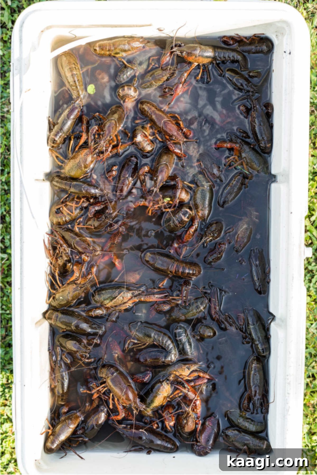 A large ice chest filled with live crawfish and water.