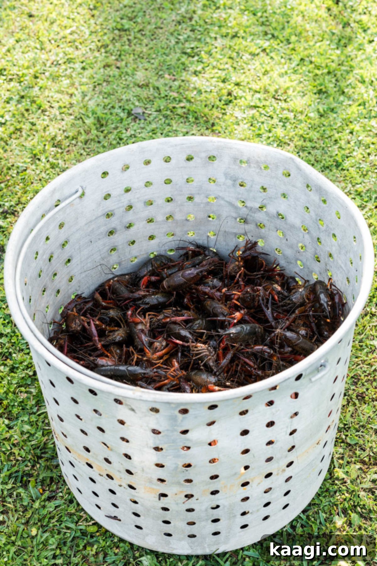 The Ultimate Crawfish Boil 7 A basket from a boiling pot, now filled with live, purged crawfish, ready to be lowered into the seasoned water.