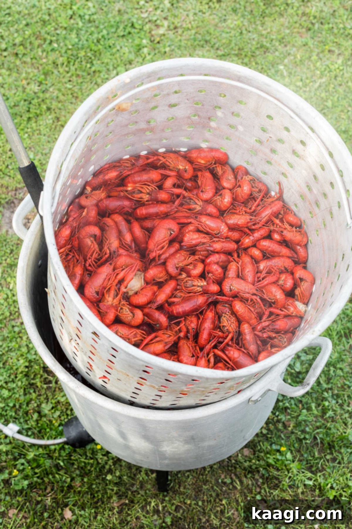 A basket filled with boiled crawfish, wedged out of the pot to drain.