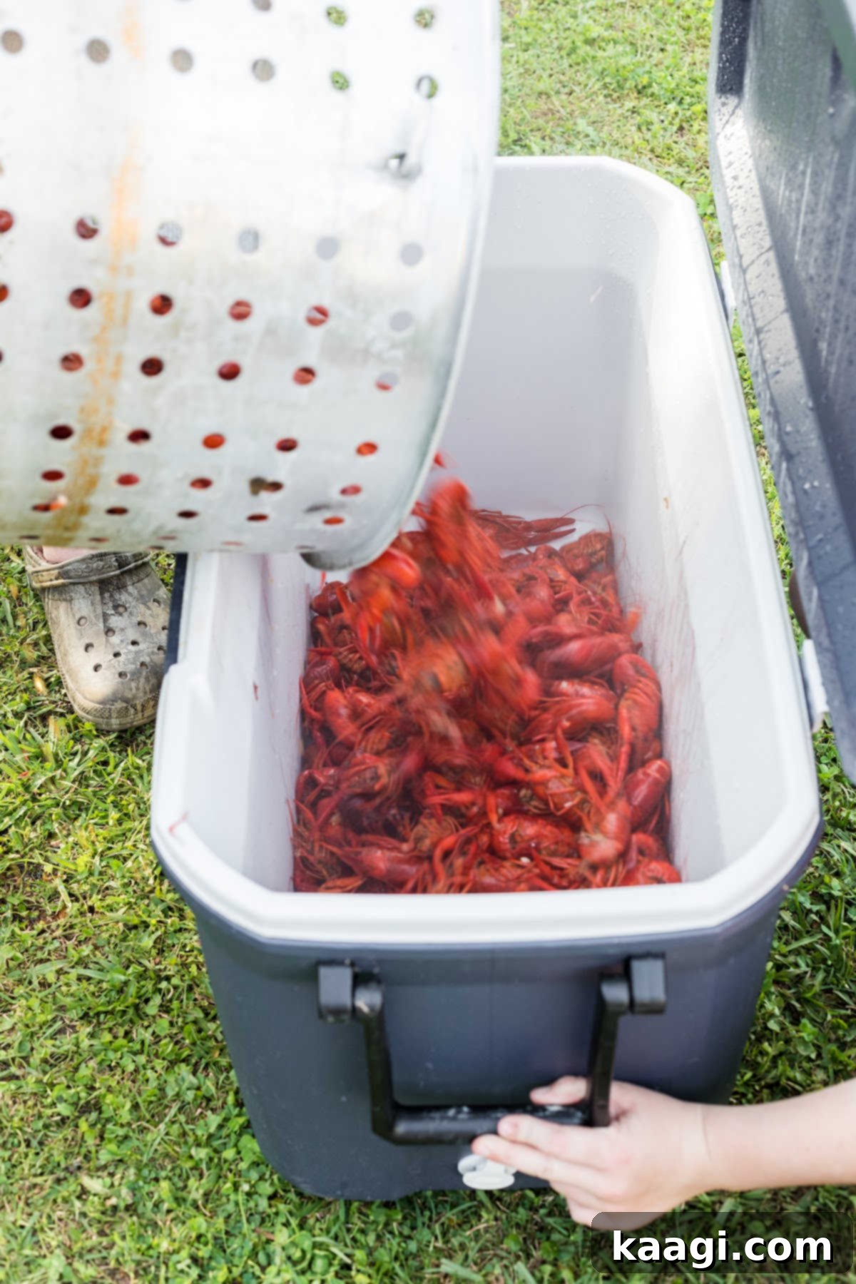Boiled crawfish being poured into an ice chest.